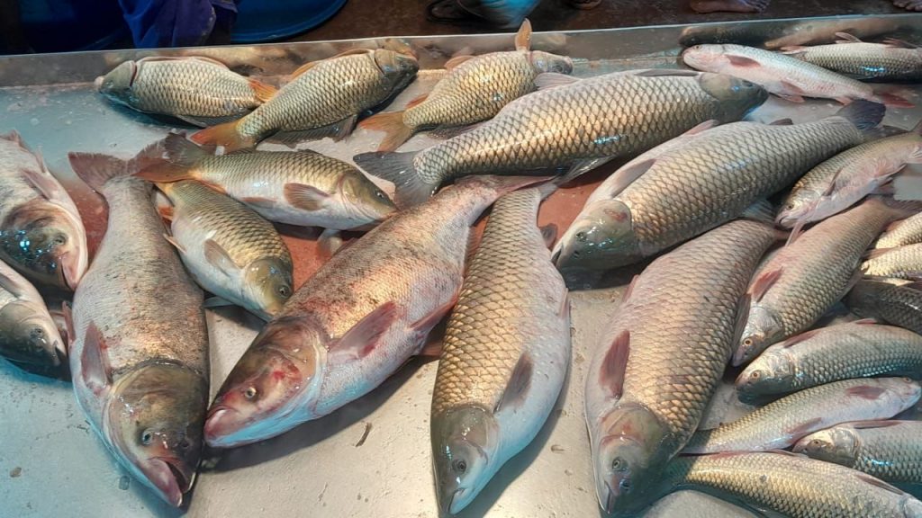 fish at Narsingdi Fish wholesale market