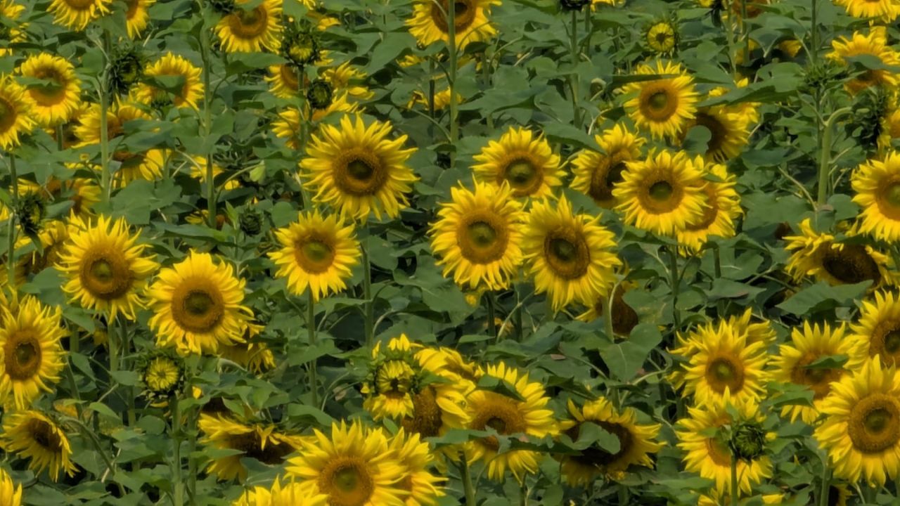 Bumper sunflower harvest brings smiles to Rajbari farmers