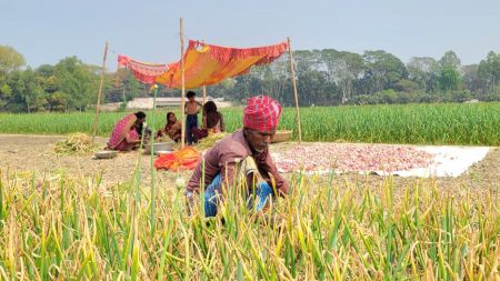 onion prices down