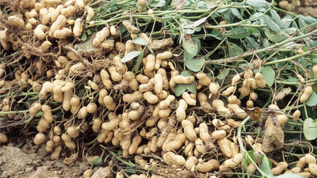 Rangpur peanut harvest hits Tk200cr as prices surge