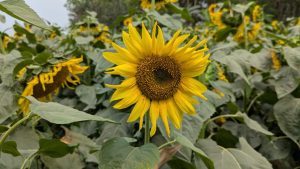 sunflower harvest