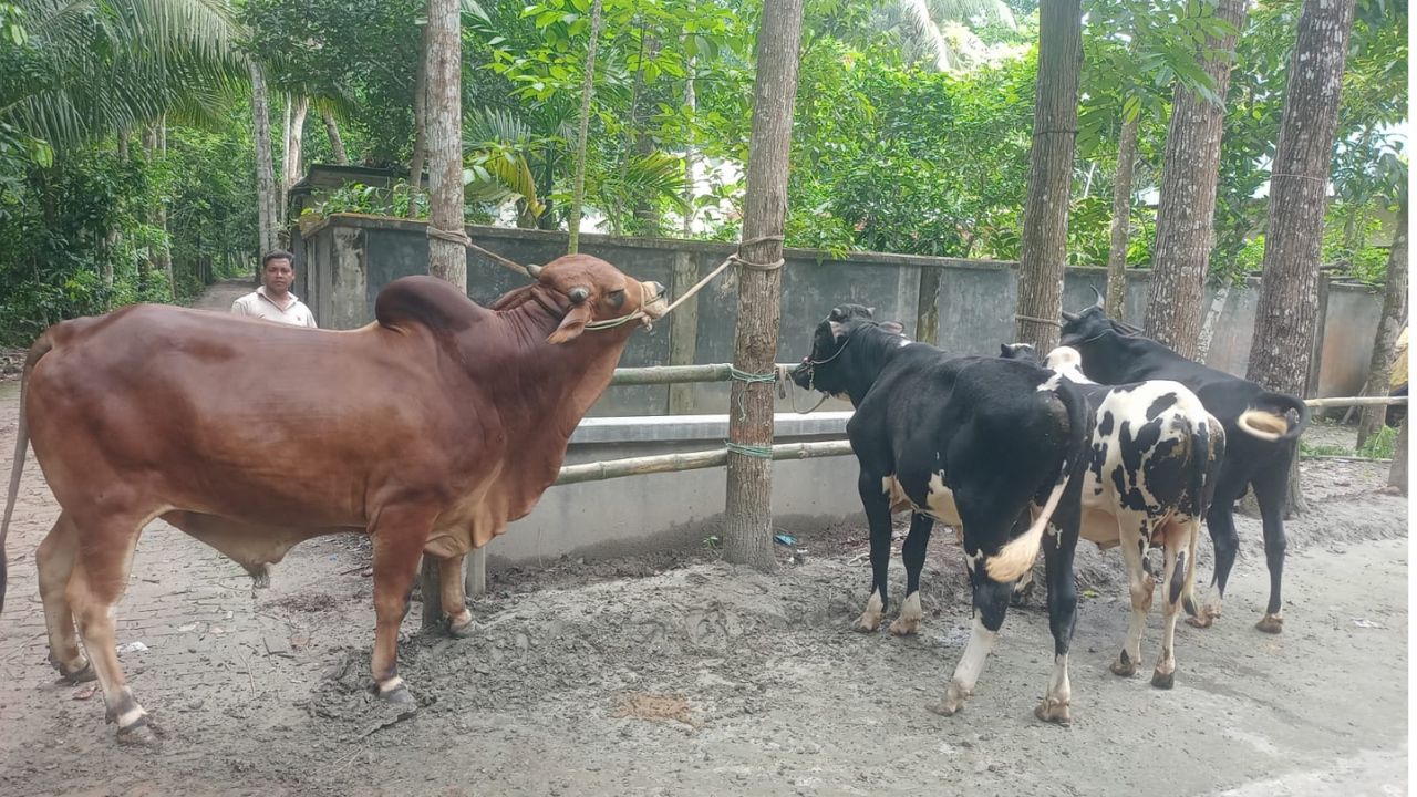 Barishal to see surplus of nearly 68,000 sacrificial animals this Eid