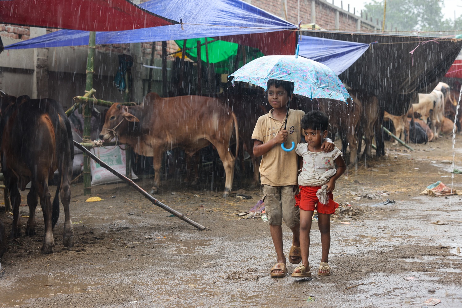 Dhaka's cattle markets
