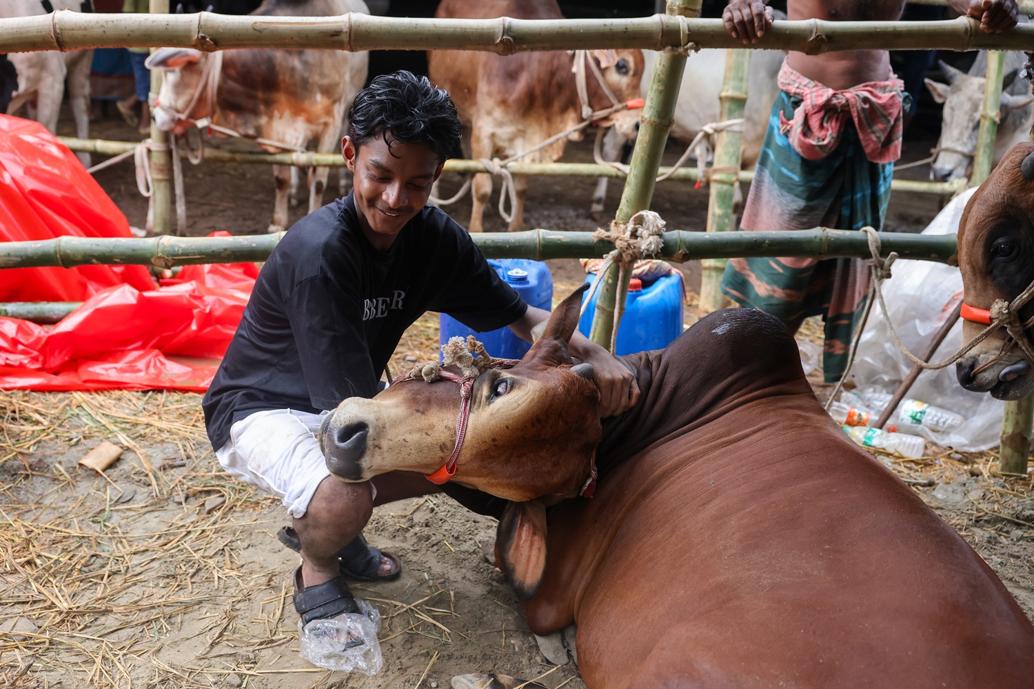 Dhaka's cattle markets