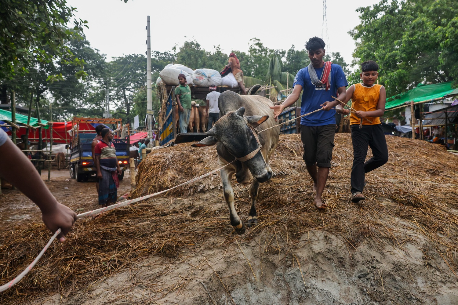 Dhaka's cattle markets