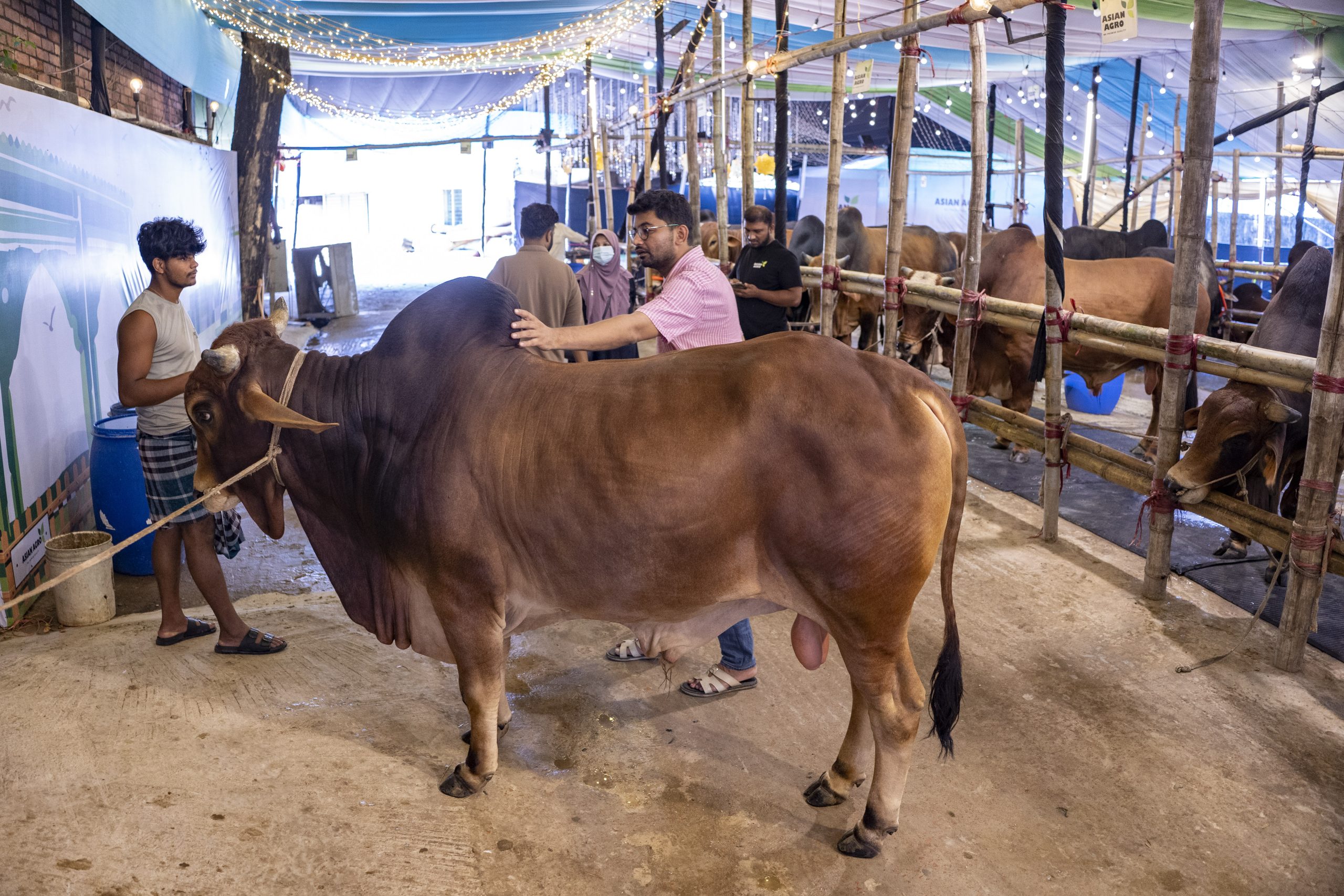 Ctg cattle farms