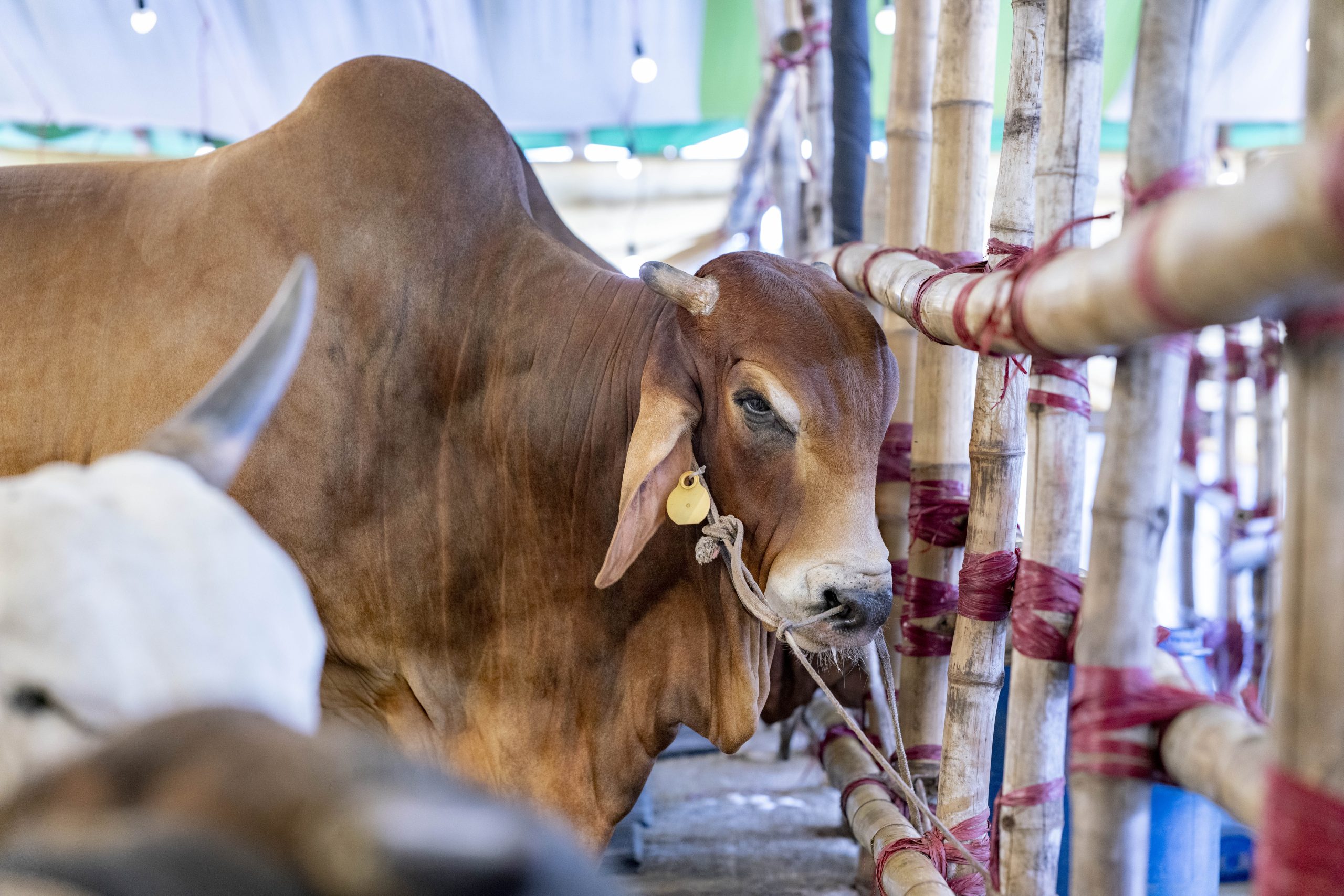 Ctg cattle farms