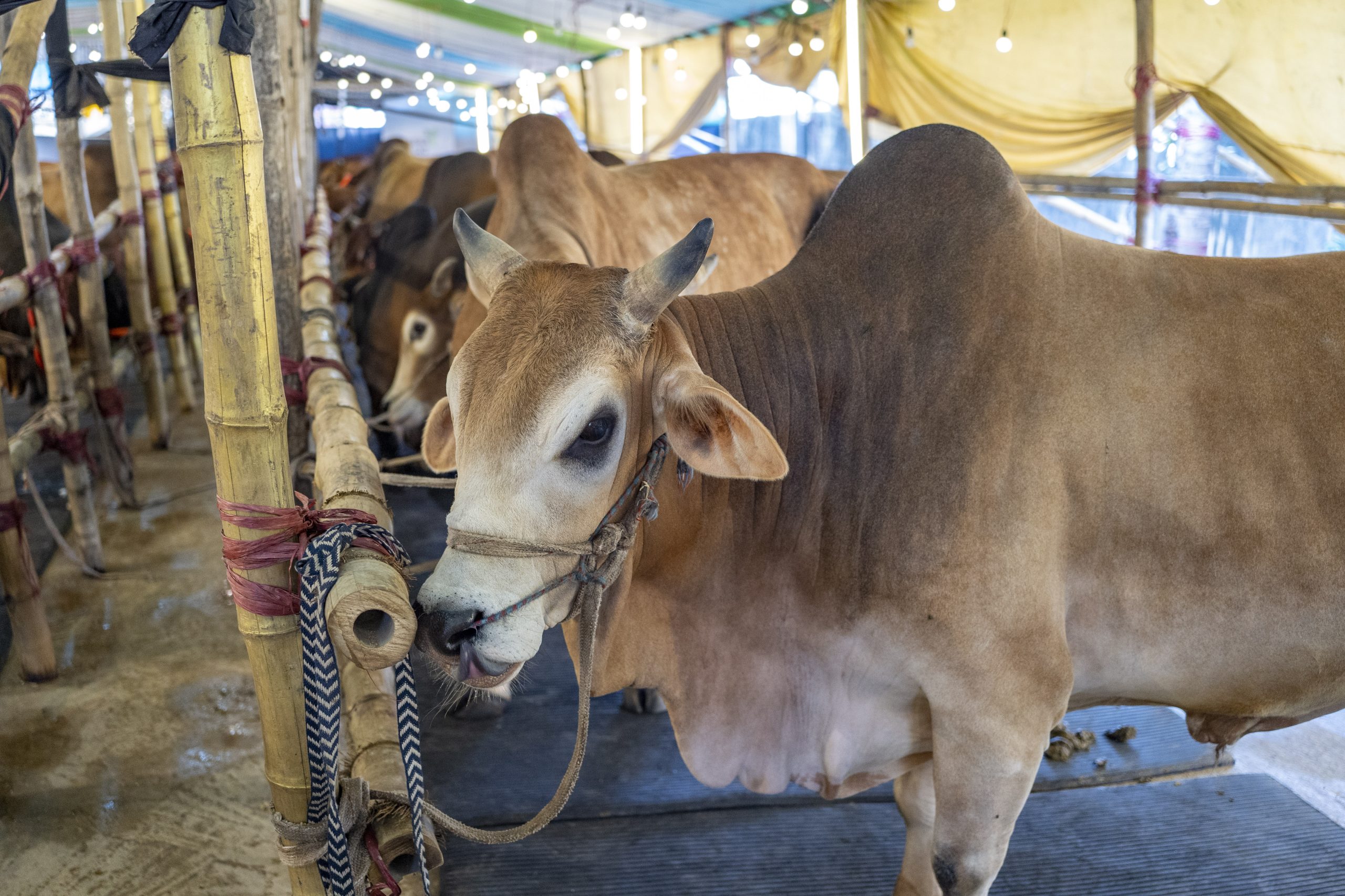 Ctg cattle farms