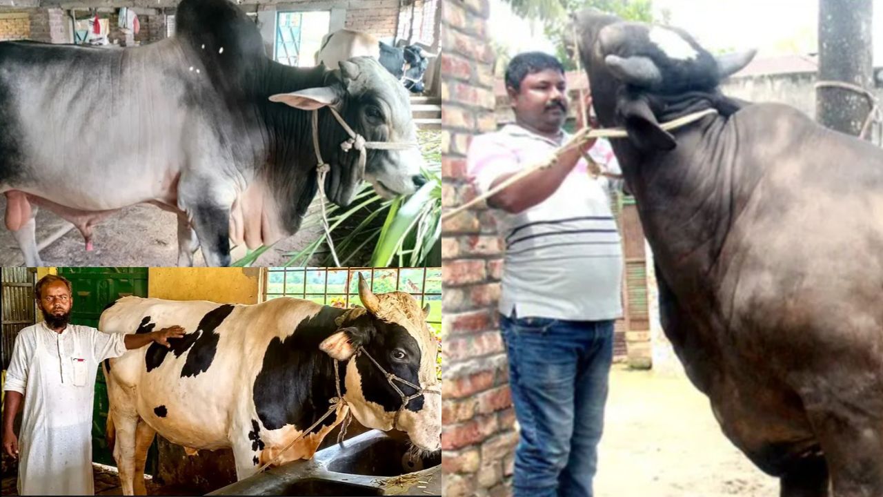 Giant bulls ‘Somrat’, ‘Rongbaz’, ‘Badsha’ draw crowds in Dinajpur
