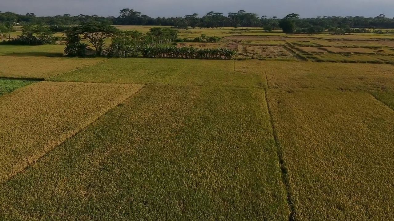 Labour shortage hits Pirojpur paddy harvest