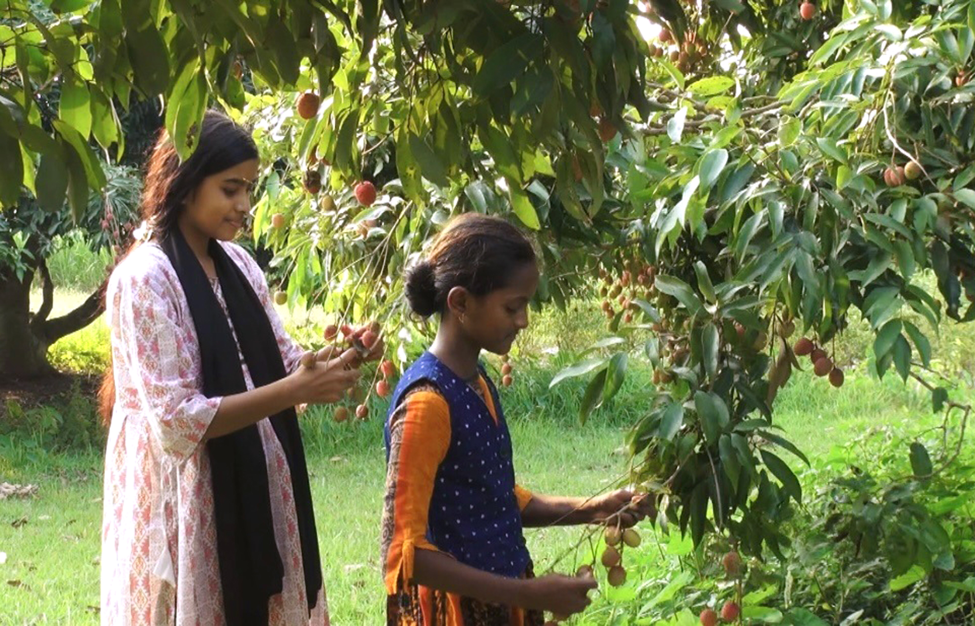 free litchi orchard Pabna