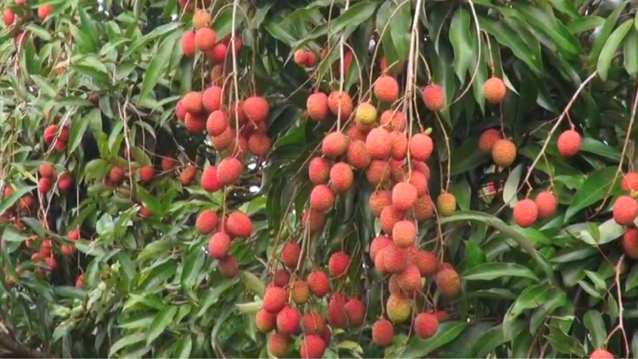 free litchi orchard Pabna