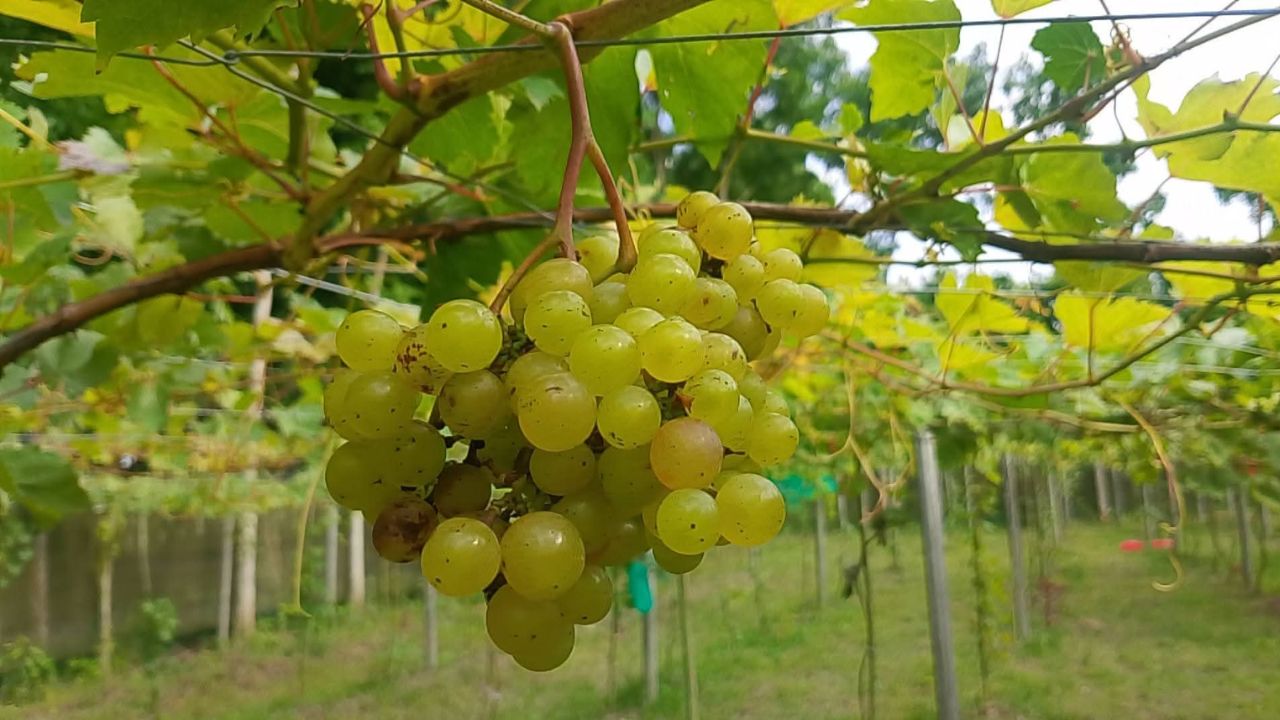 grape