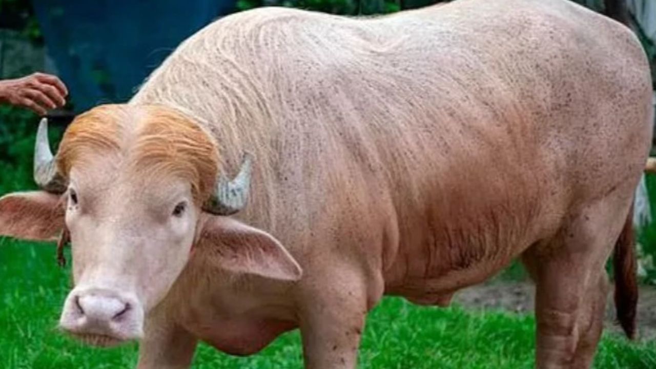Buffalo ‘Donald Trump’