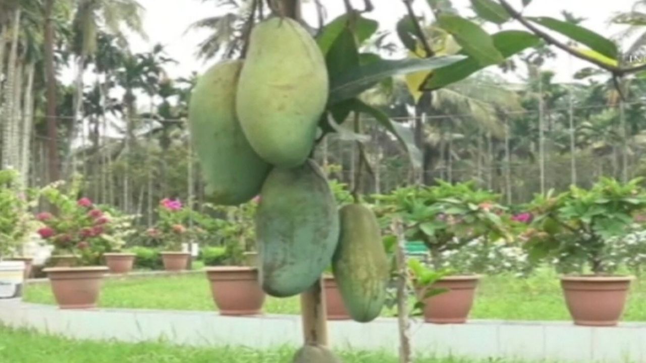 Barishal mango grafting success