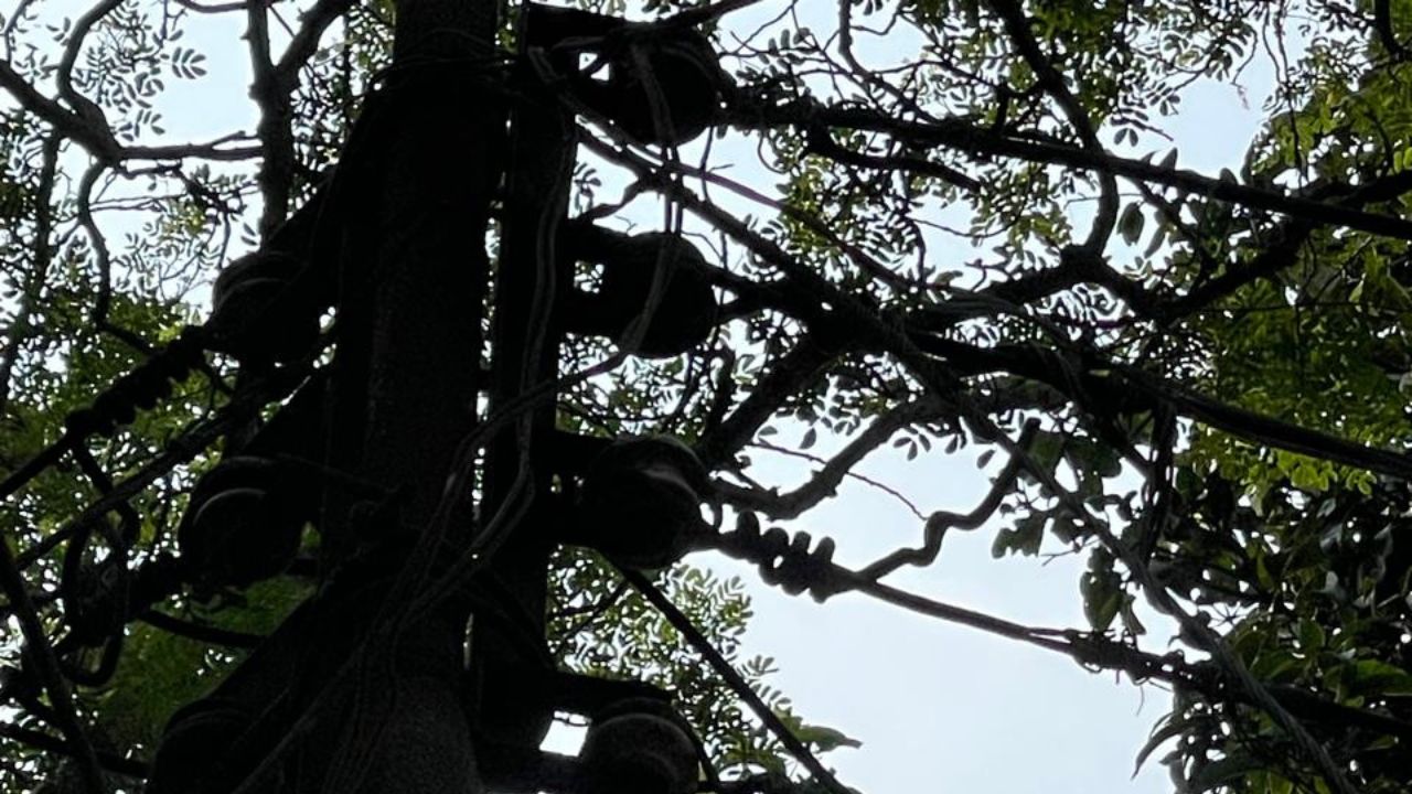 Brahmanbaria theft