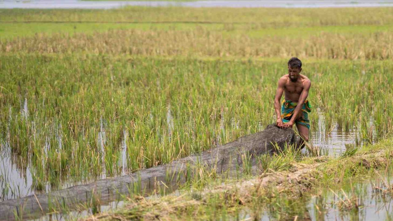 Chinese fish traps threaten haor biodiversity