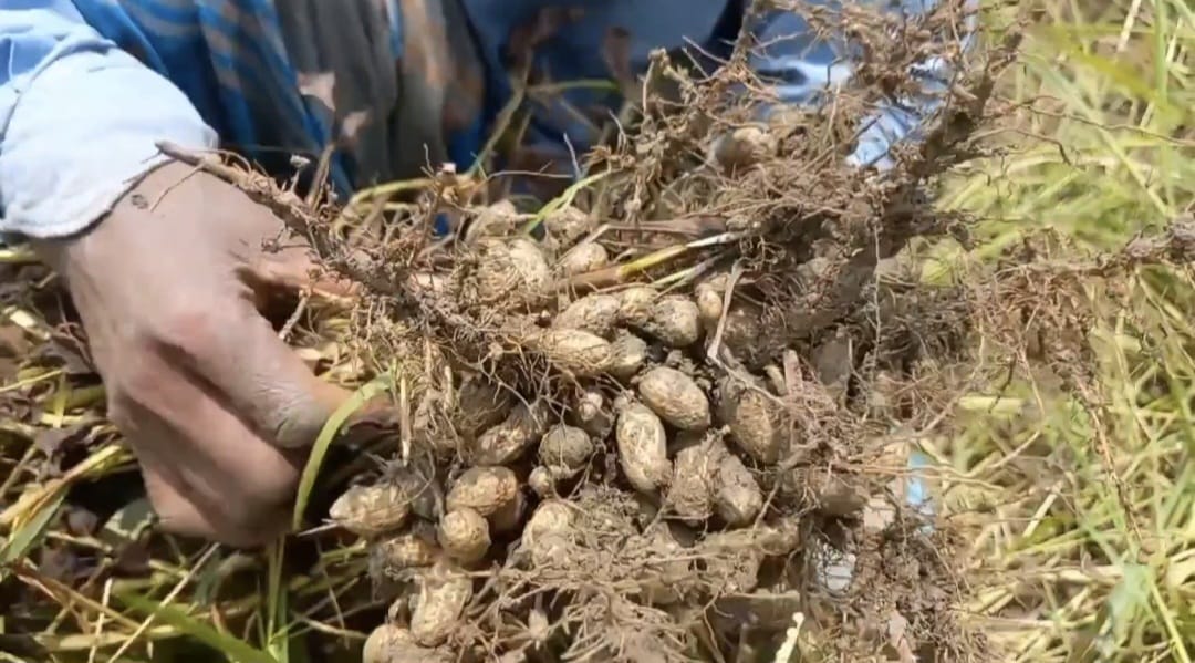 Padma char peanuts