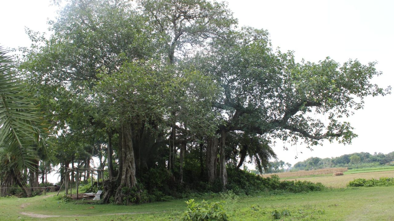 banyan tree