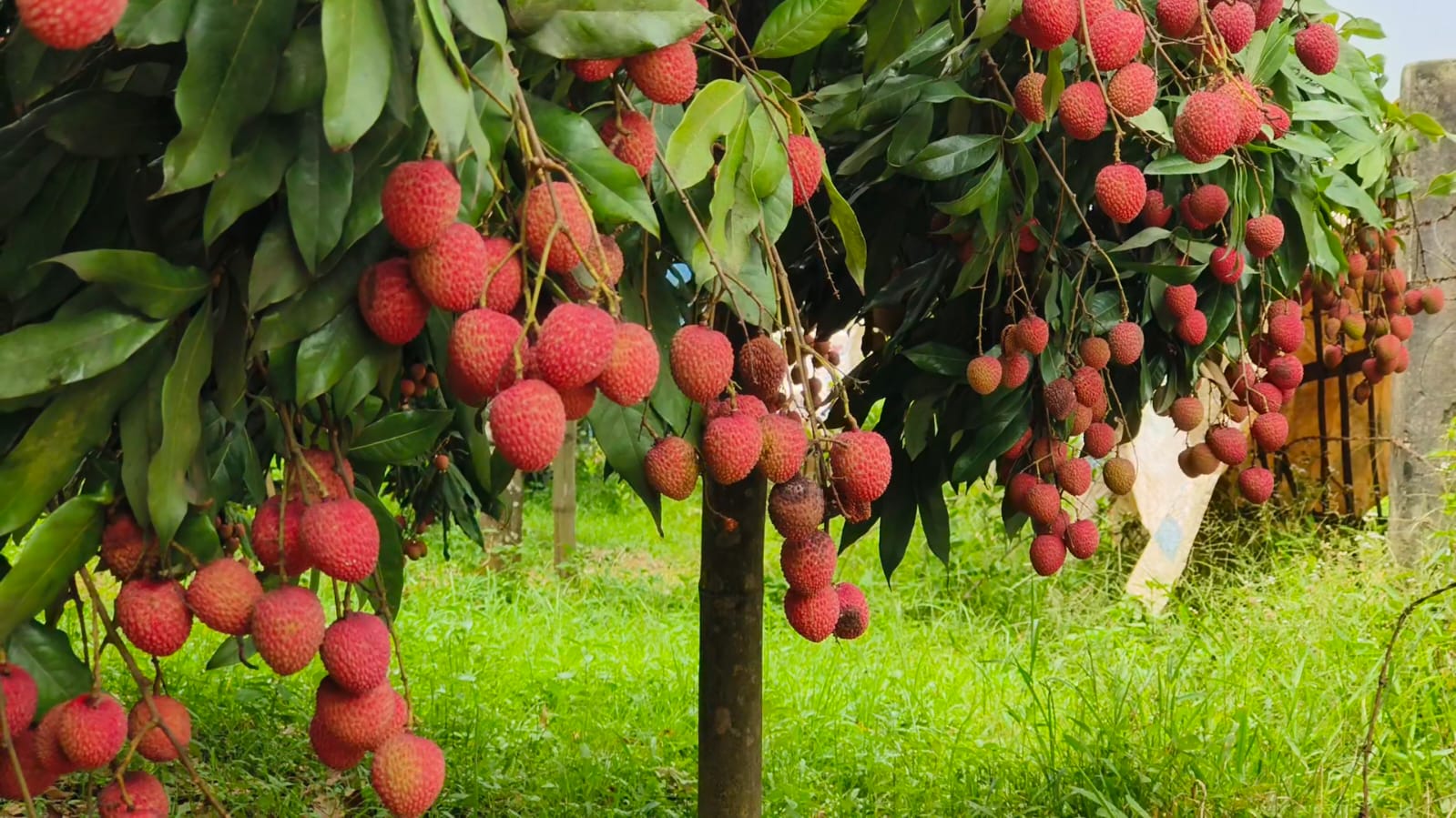litchi