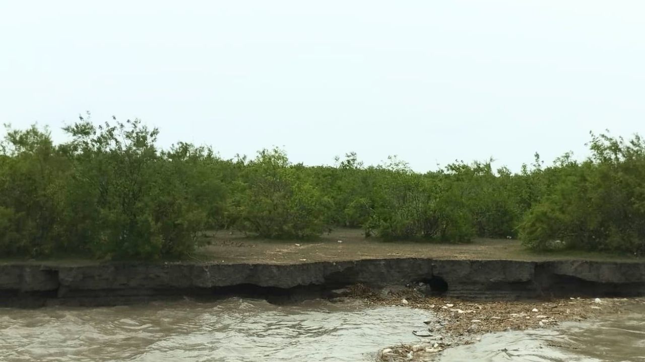 1,600 acres of mangrove forest ravaged