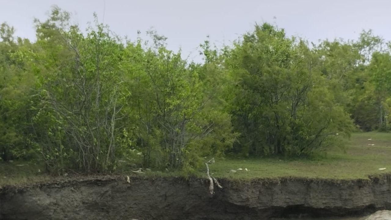 1,600 acres of mangrove forest ravaged