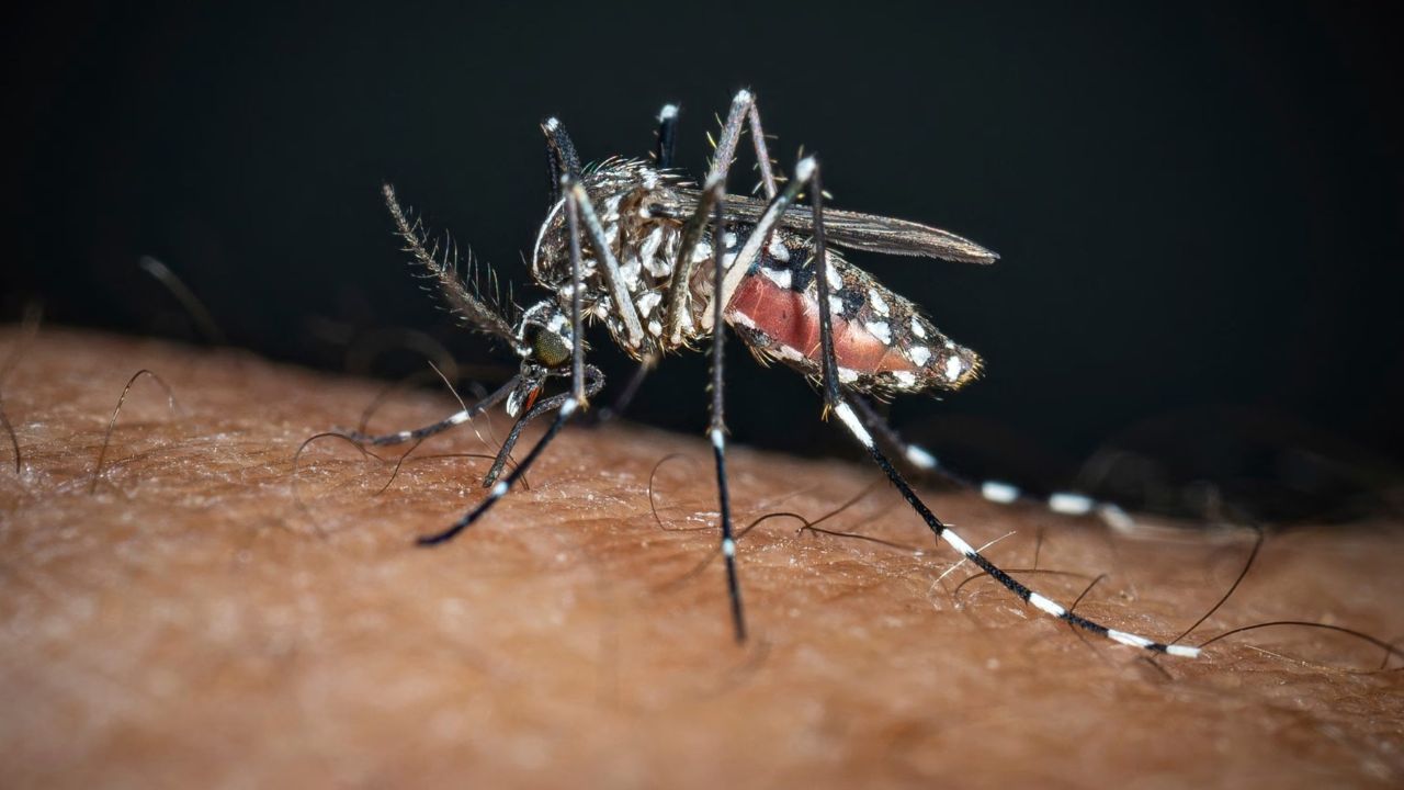 Mosquito surge robs Dhaka of sleep mosquito surge Dhaka