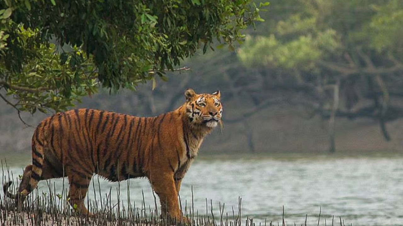 Bengal Tiger