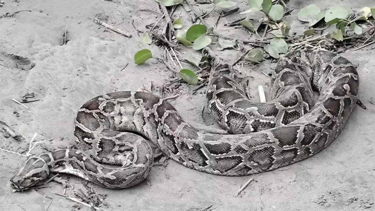 10-foot Burmese python rescued from St Martin’s Island Burmese python