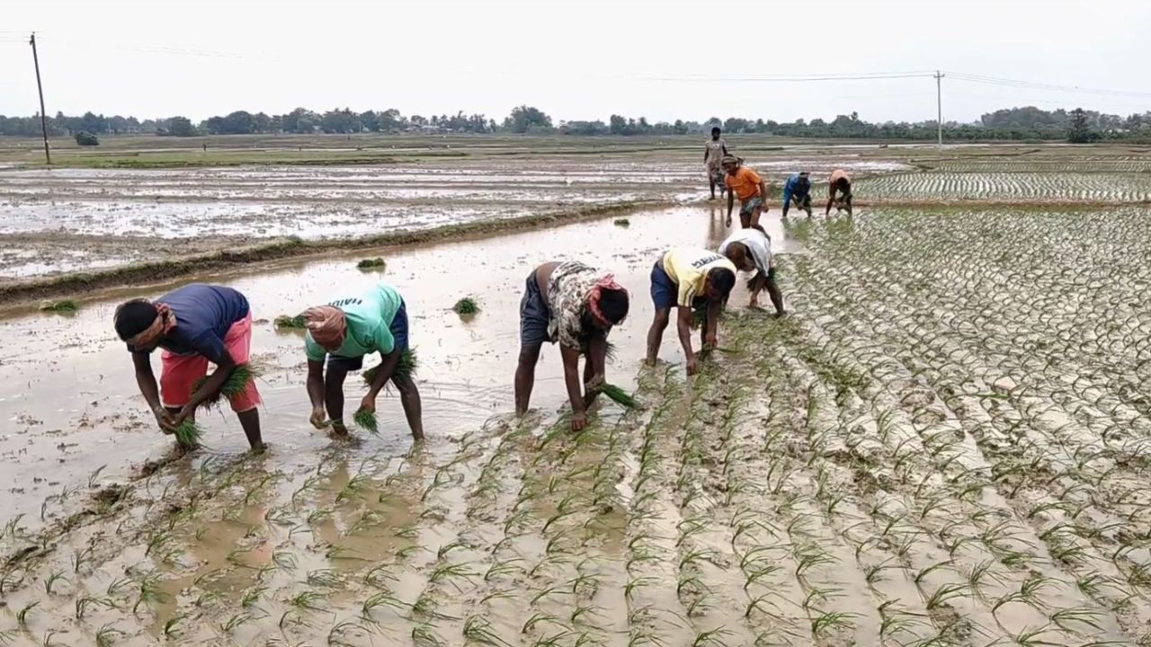 Barind farmers battle rising costs to grow Aman