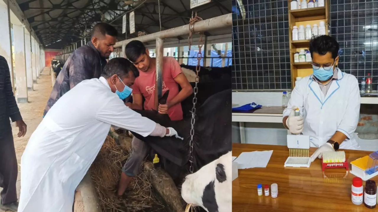 Brucellosis