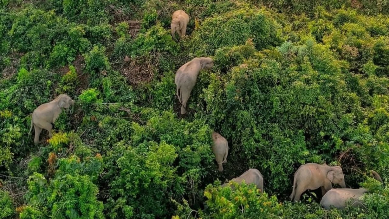 Human-elephant conflicts
