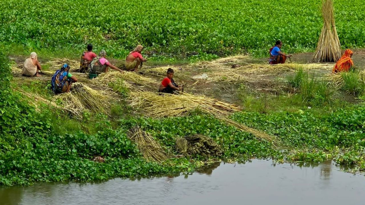 Jute growers fear price squeeze despite bumper harvest Jute price squeeze