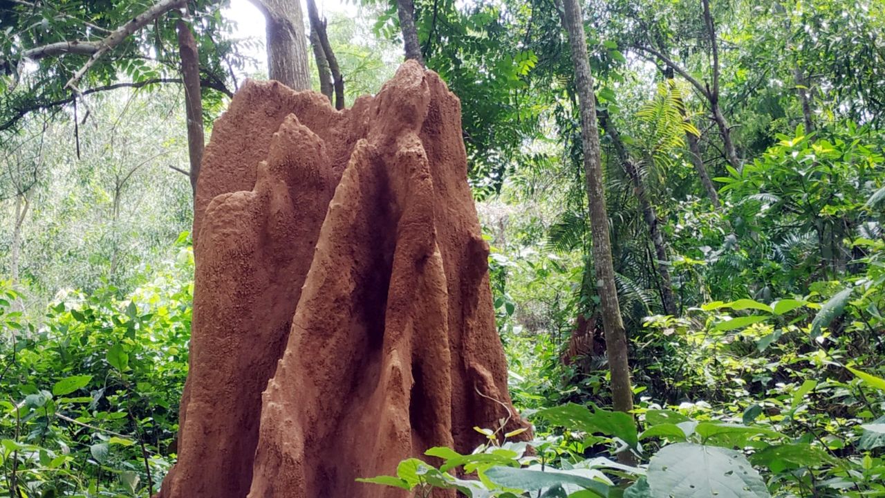 termite