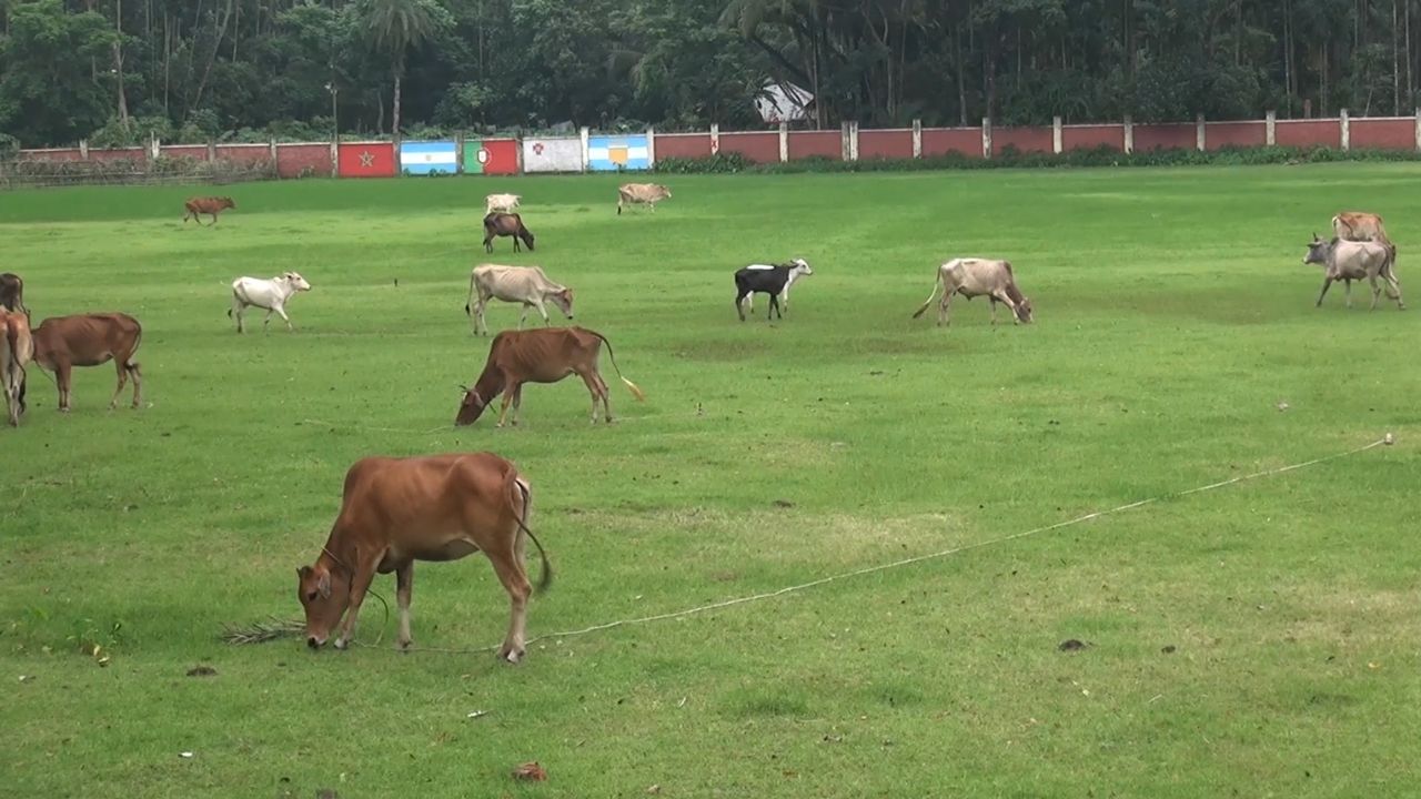 Cattle take over unfinished children park in Pirojpur
