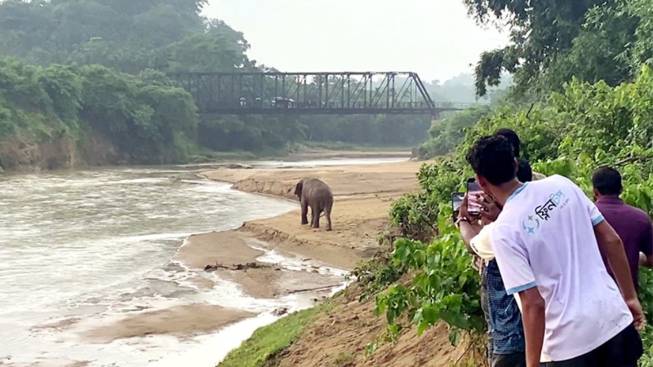 Viral obsession escalates human-elephant conflict in Sherpur Sherpur elephant