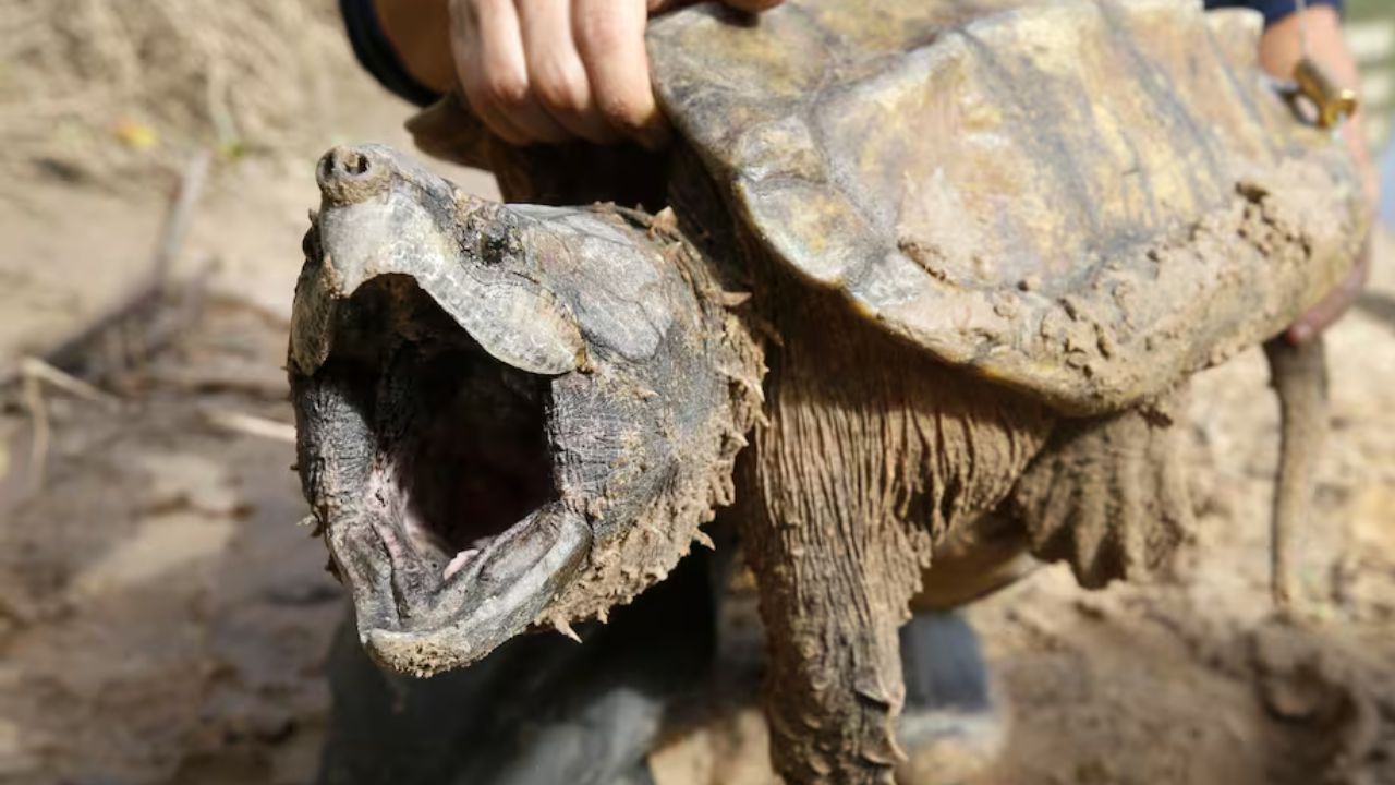 Trump tears down endangered species act protections Species act