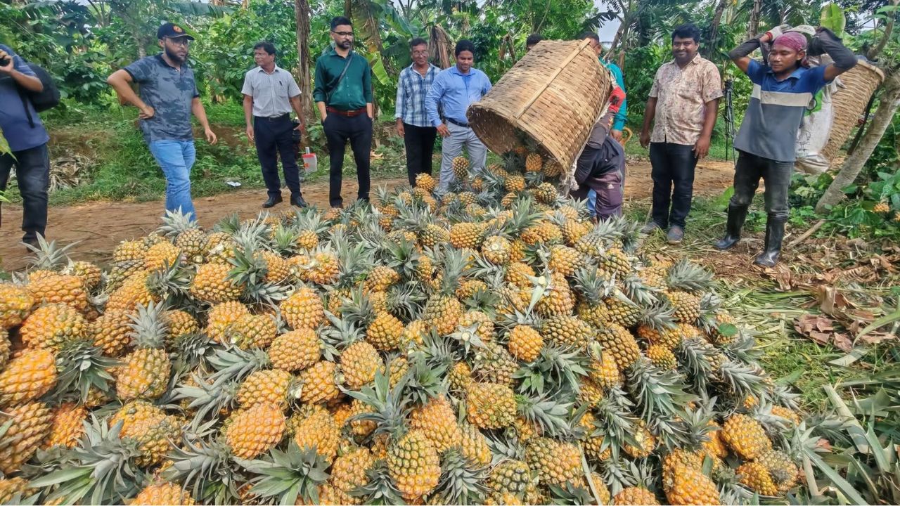 Madhupur pineapple farmers turn to organic cultivation