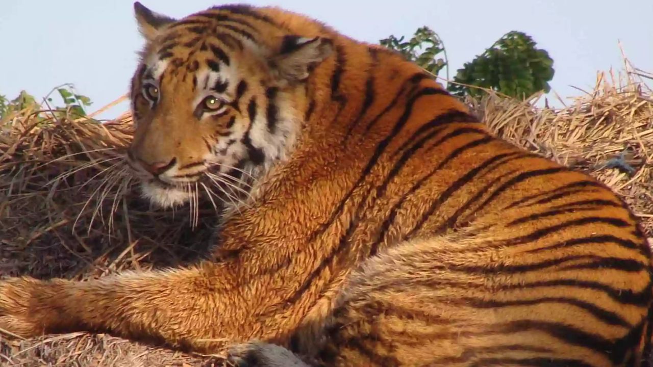Sundarbans Tiger