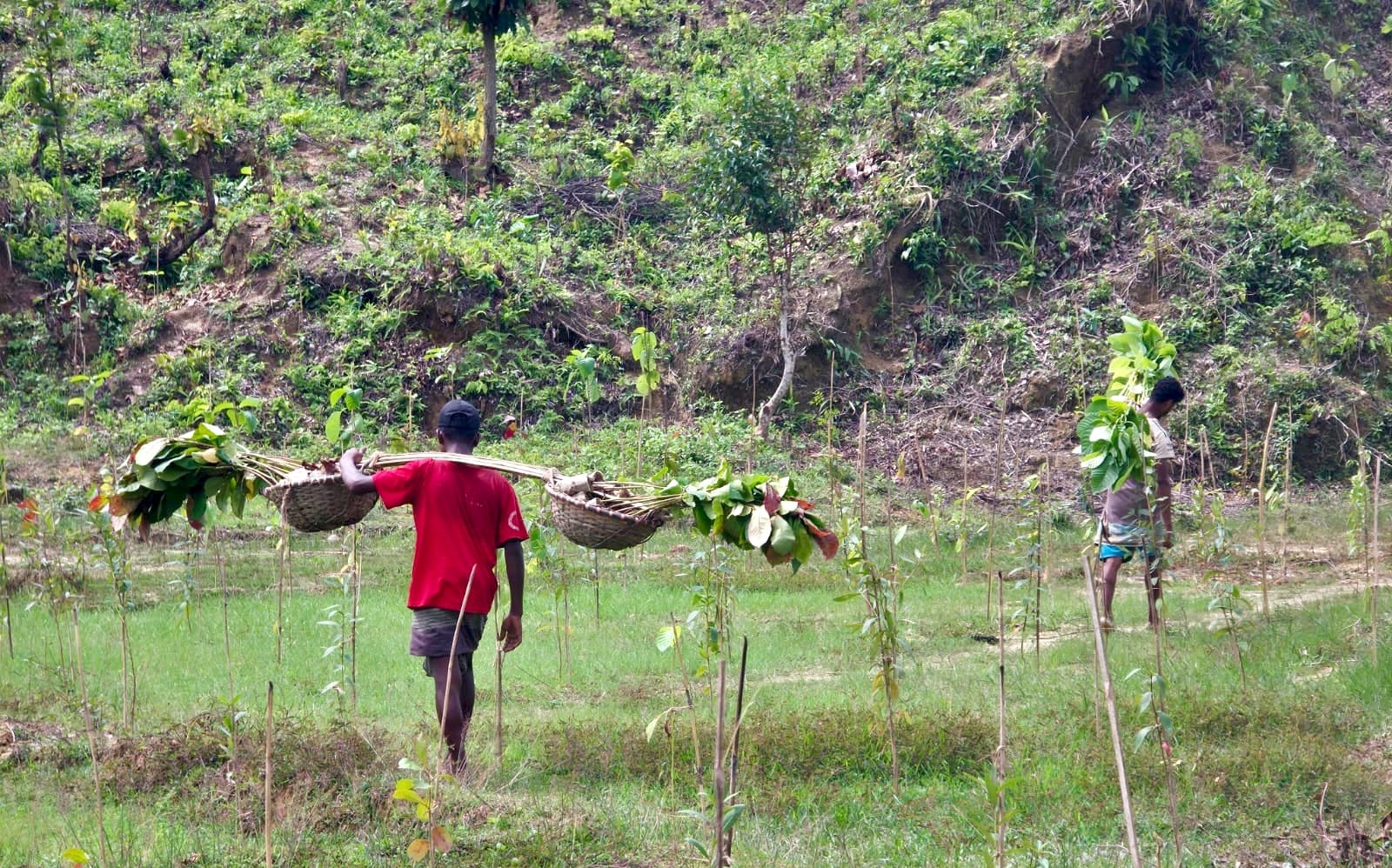 Ukhiya-Teknaf plantation