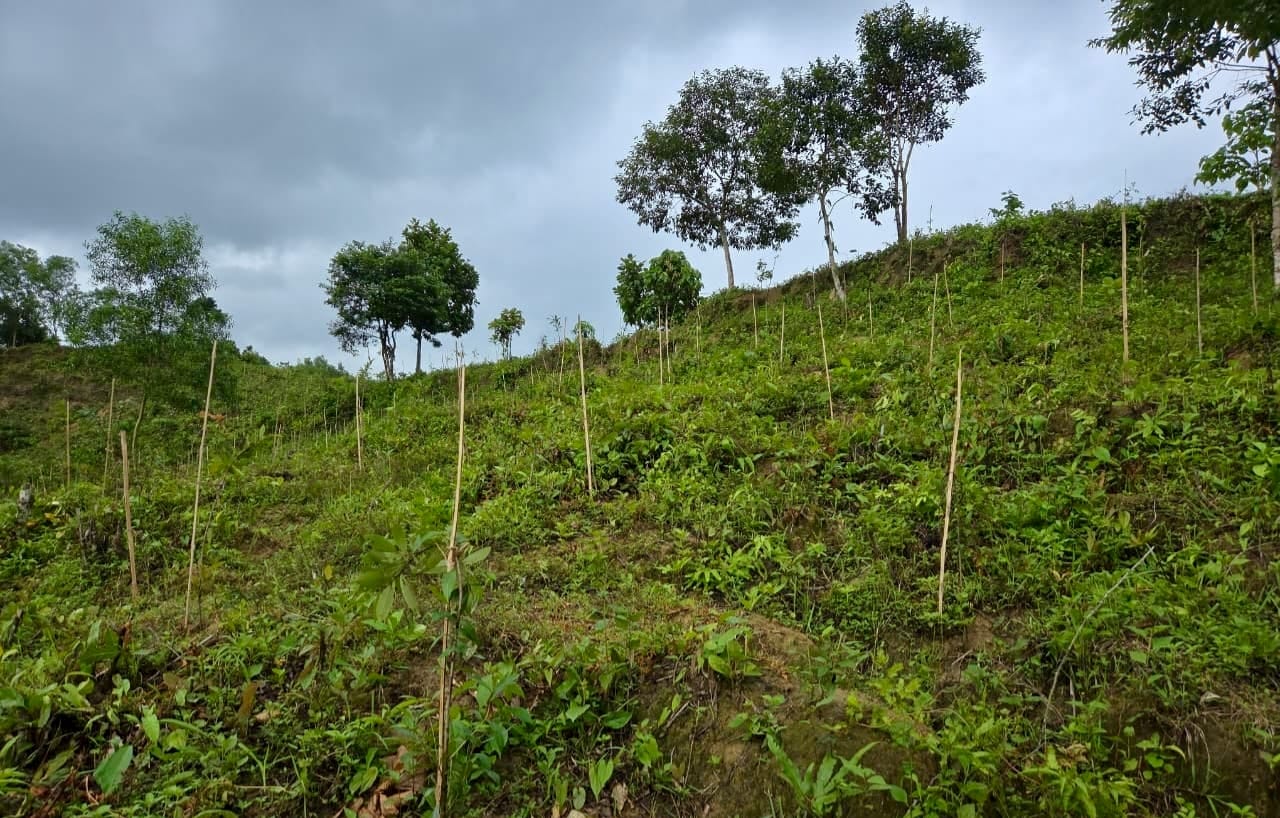 Ukhiya-Teknaf plantation