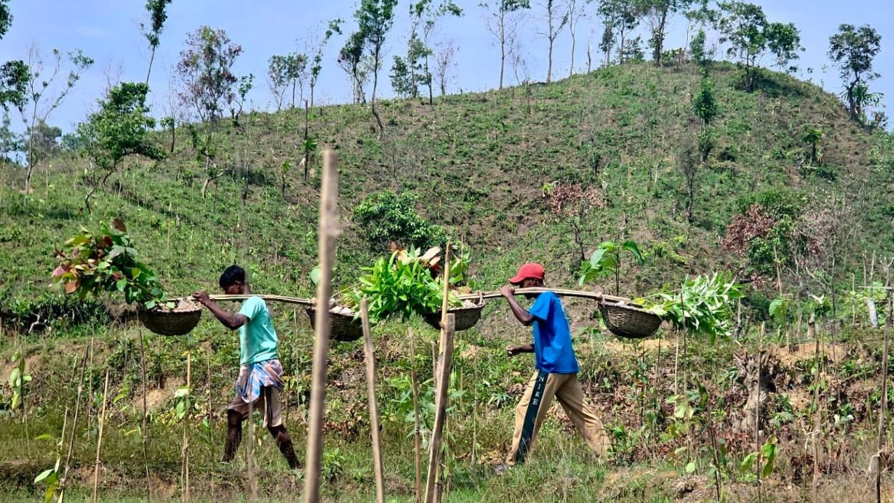 2.8m saplings plantation plan to recover Ukhiya-Teknaf forest loss Ukhiya-Teknaf plantation