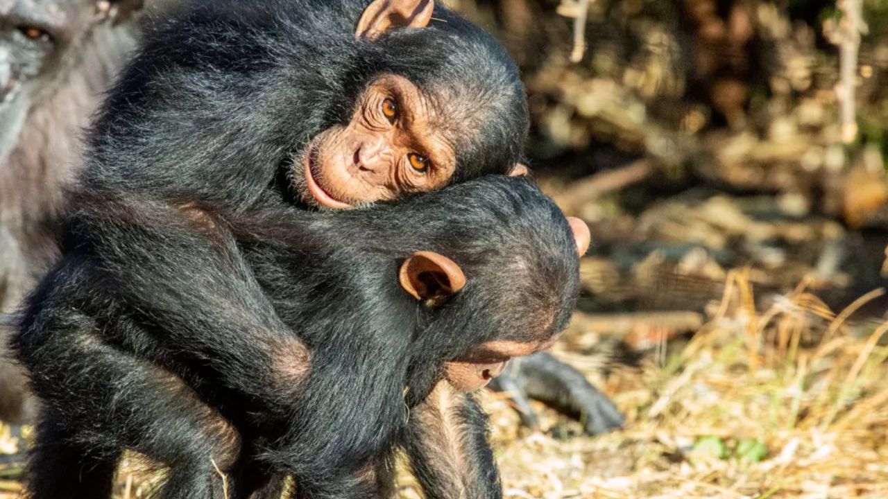 apes