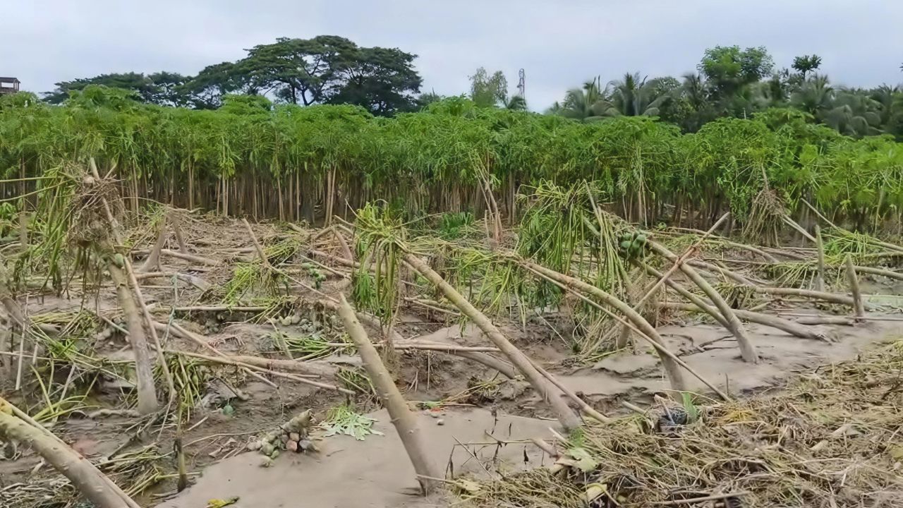 Floods destroy 458 hectares of crops in Alikadam
