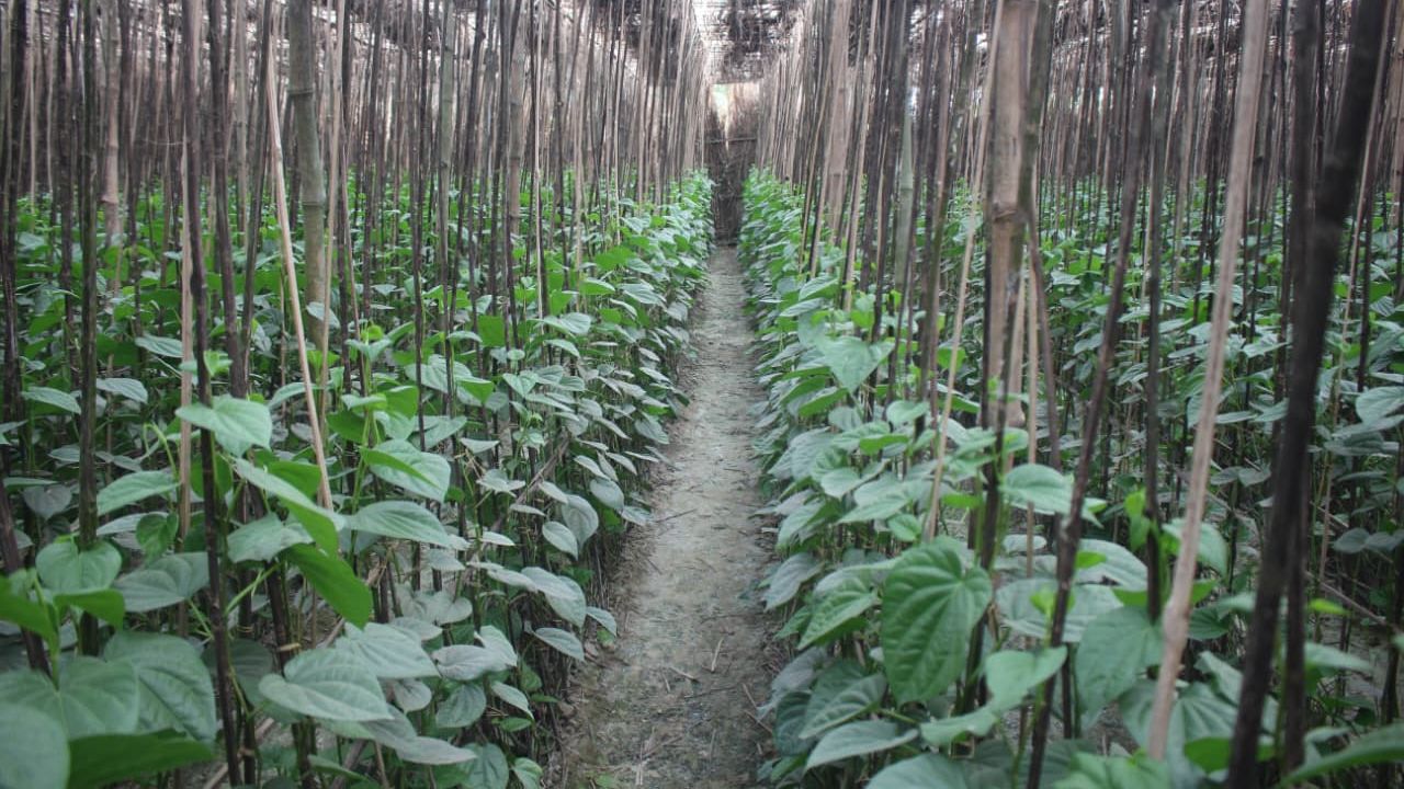 Naogaon’s thriving betel leaf farms transform rural livelihoods