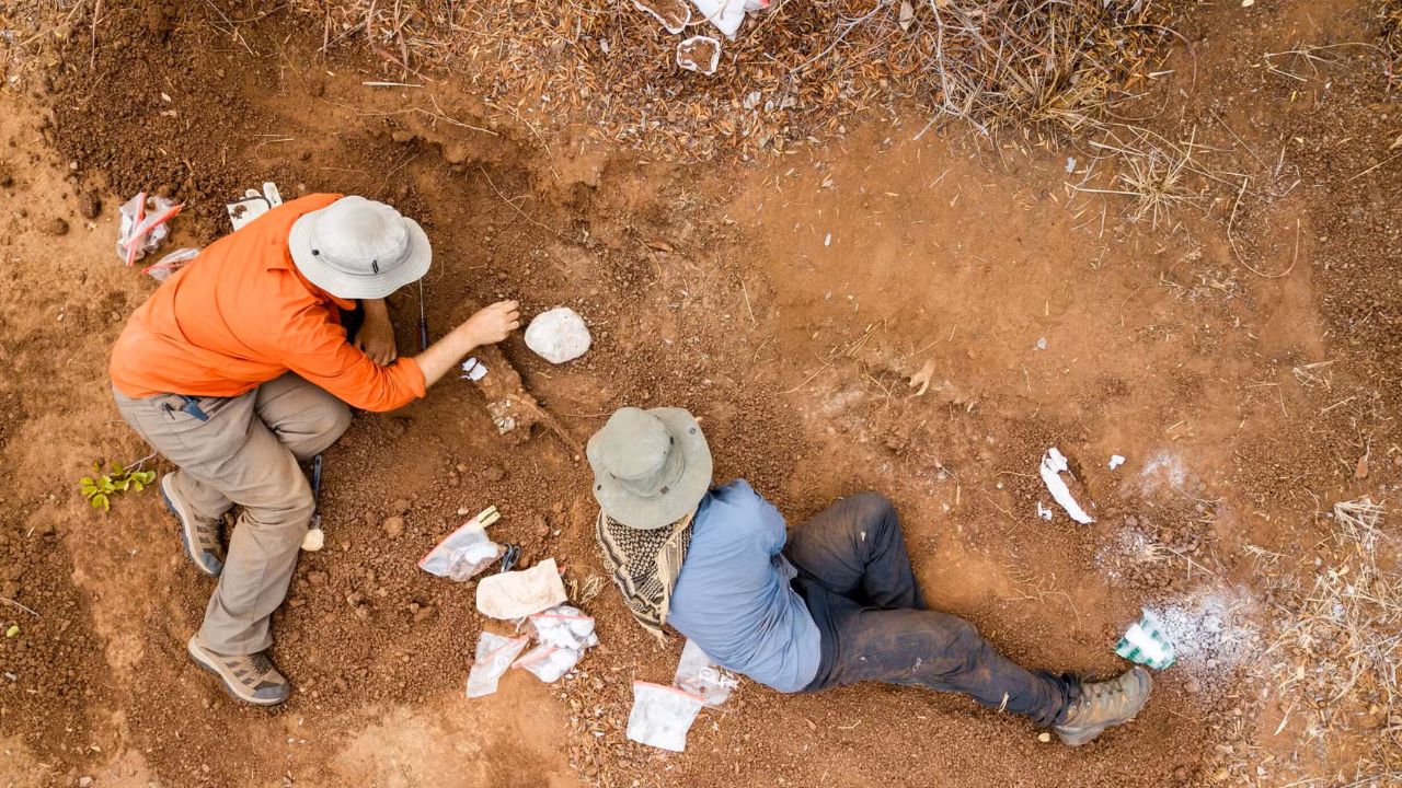 Scientists find 210‑million‑year‑old dinosaur in Zimbabwe dinosaur in Zimbabwe