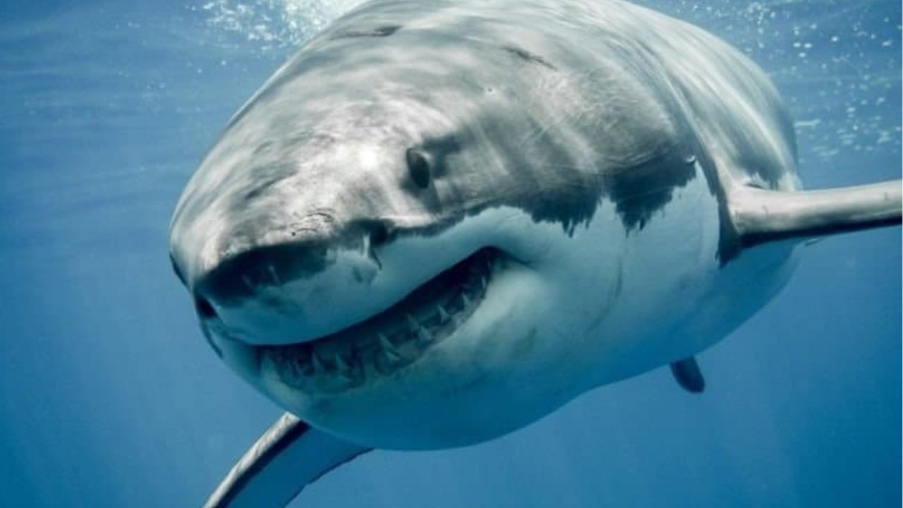 Sharks prefer jazz, do maths, have friends: Study Sharks jazz