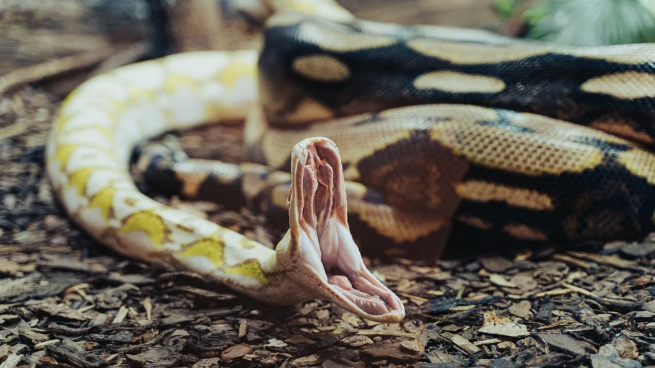 13 snakebite cases hit Kushtia hospital in 24hrs snakebite Kushtia