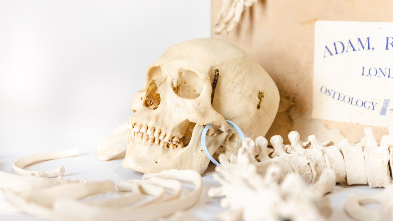 bones banks illegal trade