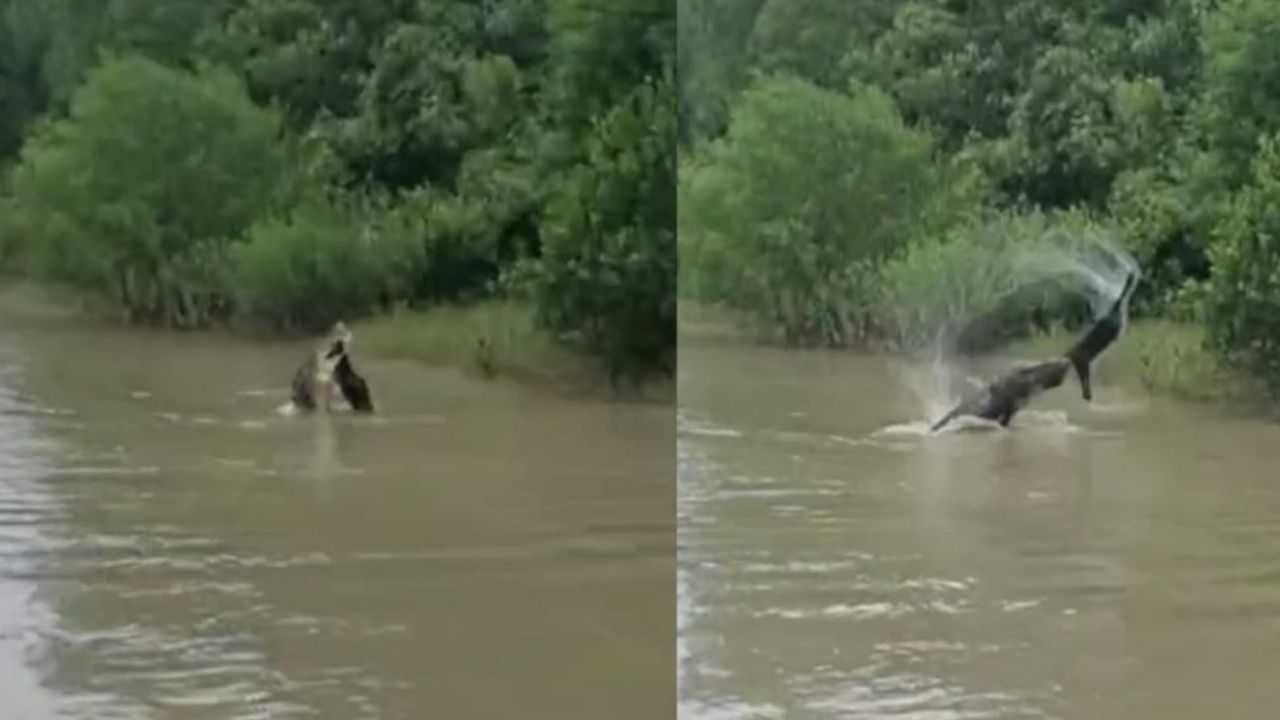 Rare footage shows crocodile feeding on goat in Sundarbans Crocodile sundarbans